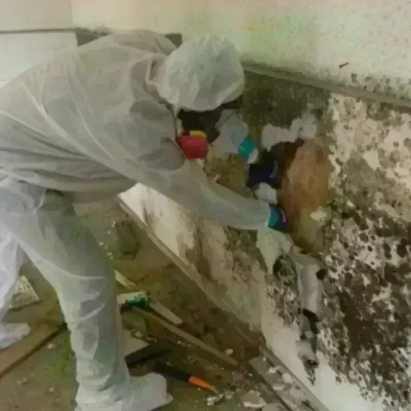 Mold Remediation and Removal in Winter Springs, FL